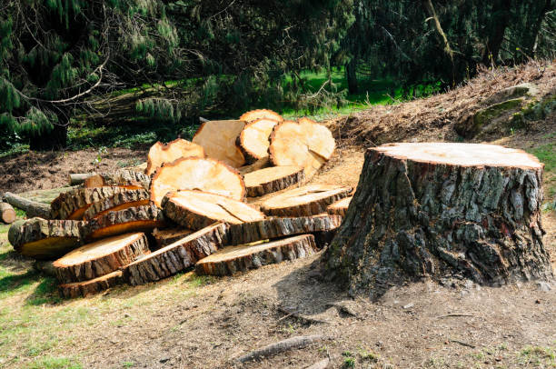 Reliable Oakhurst, CA Tree Care Solutions